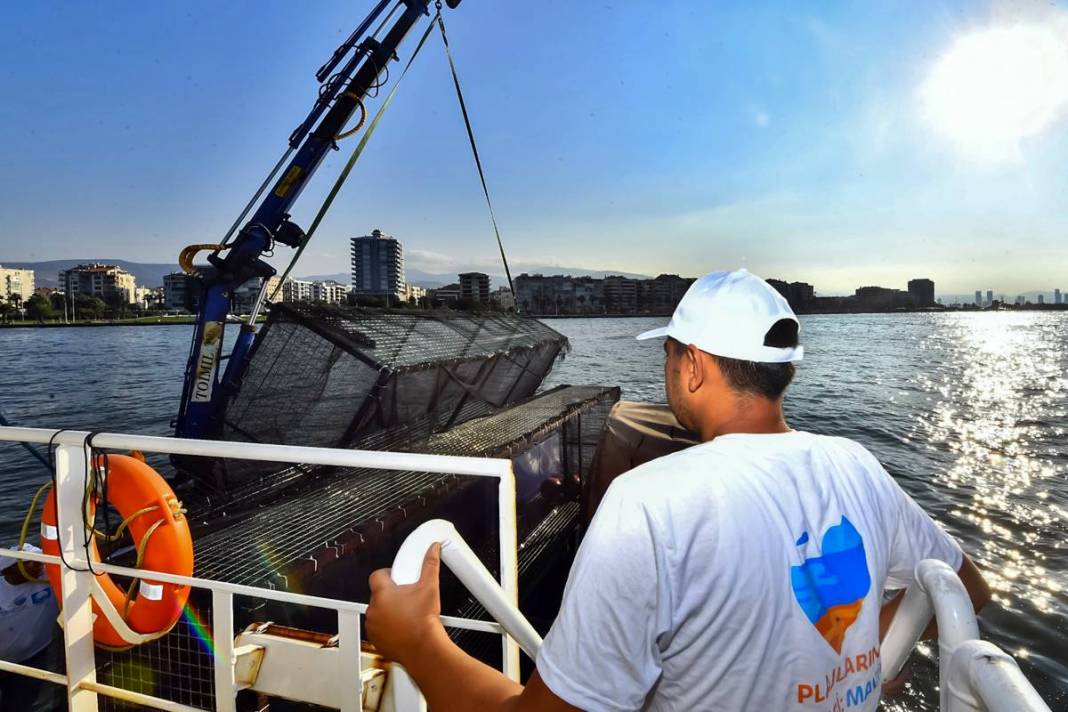 Görenler şaştı kaldı: Bu canlı, İzmir'deki kirliliği azaltılacak! Sayıları her geçen gün artıyor 11